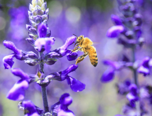 10 fantastičnih činjenica o pčelama!